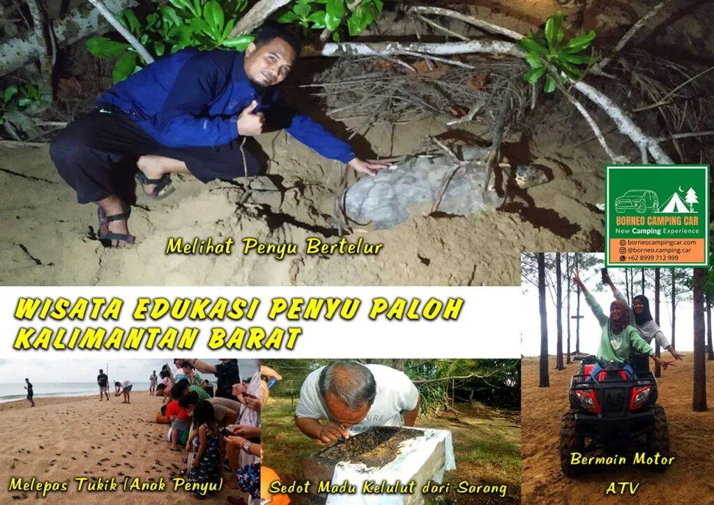 penangkaran penyu kalimantan barat