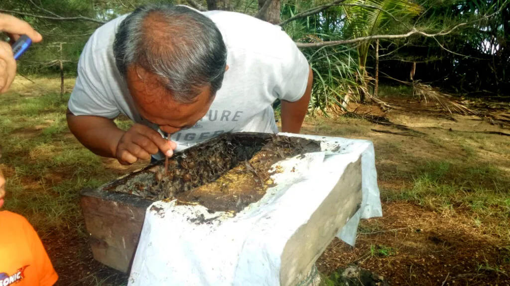 penangkaran penyu kalimantan barat
